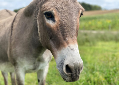 Nachbarn auf einem Bauernhof